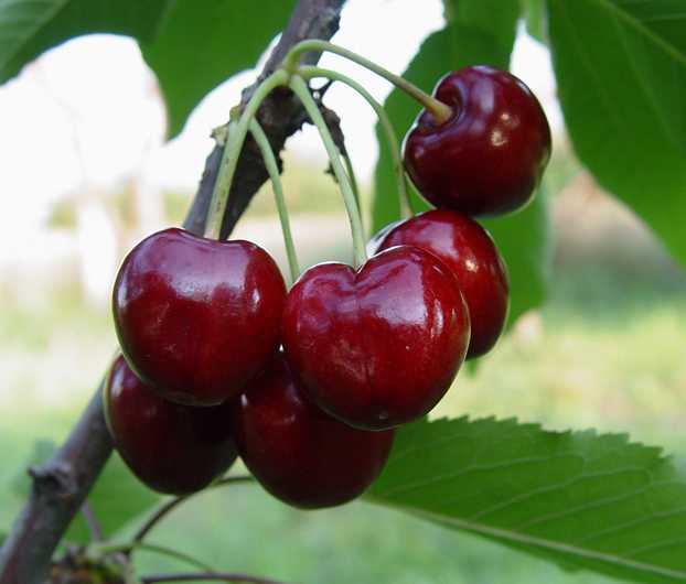 Kırmızı Renkli Meyvelerin Faydaları ve Cilt Güzelliğine Olan Etkileri