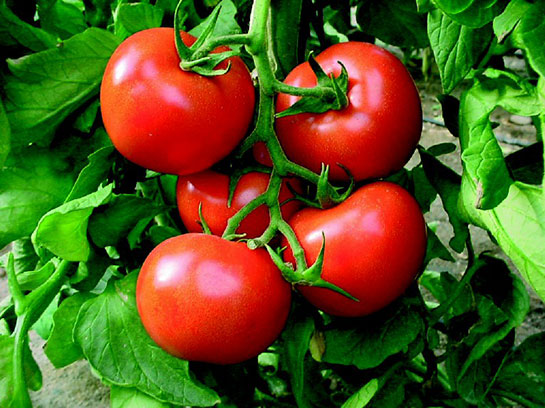 ruyada-domates-gormek – Kopya